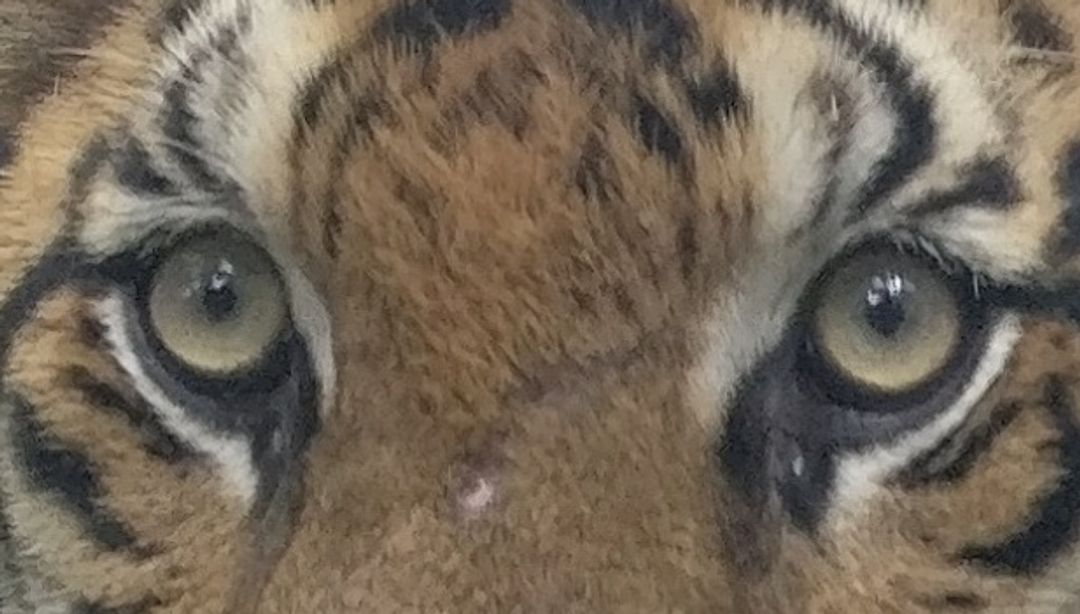 eye of the tiger